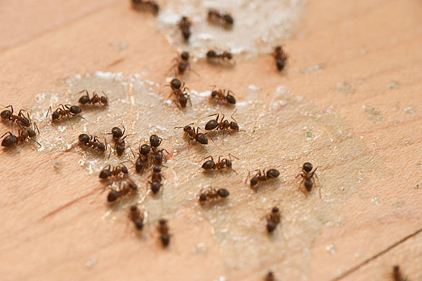 Best Ant Control Services  in Indian Hills, KY