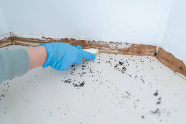 Best Cockroach Control Services  in Indian Hills, KY